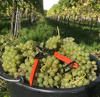 Weinbergführung inkl. Weinprobe