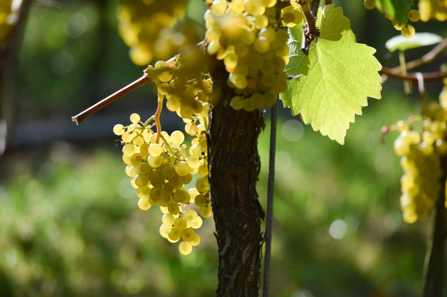 Weinführung durch unseren Weingarten. Piwi Rebstock der fruchtigen Weißwein Rebsorte Solaris auf unserem Weingut Ingenhof nahe Malente in Schleswig- Holstein.