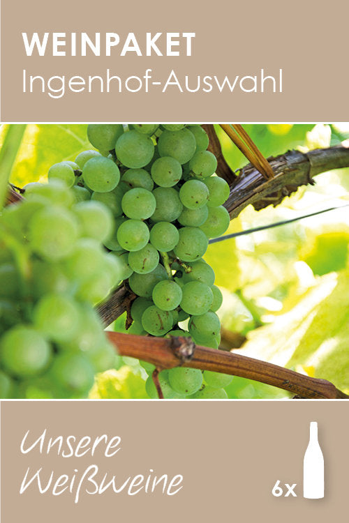 Ingenhof-Auswahl: Unsere Weißweine