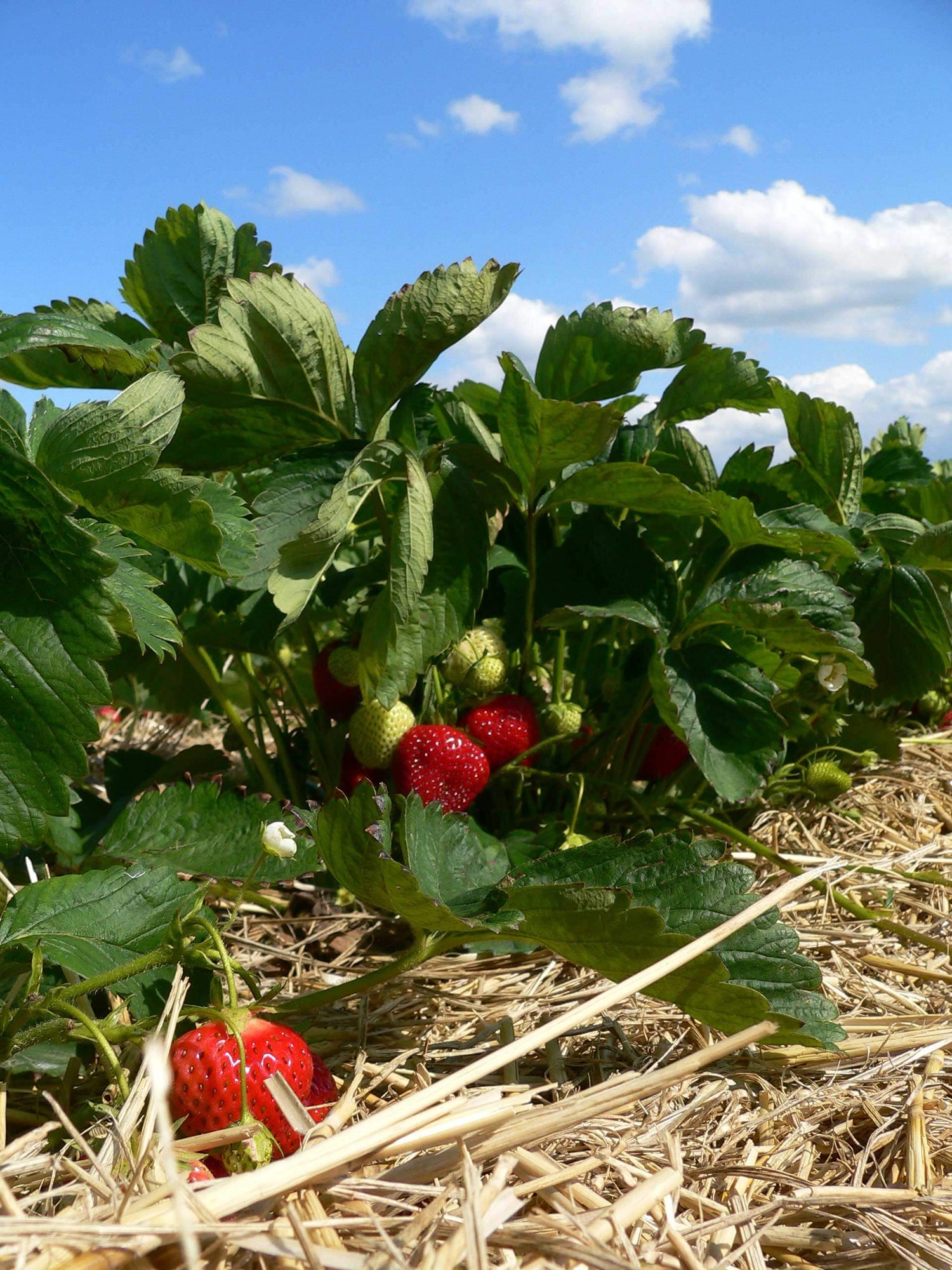 Saftig süße Erdbeeren wachsen auf unserem Obsthof Ingenhof nahe Malente naturbelassen heran.