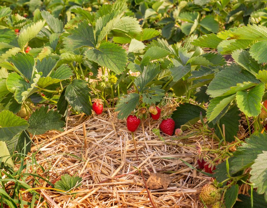 Auf dem Erdbeerhof Ingenhof sind die Erdbeeren auf Stroh gebettet. 