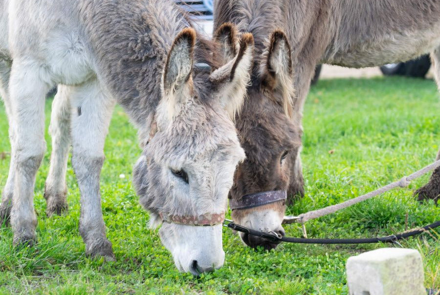 Kinderliebe Esel auf dem Ferienhof Ingenhof in der Holsteinischen Schweiz