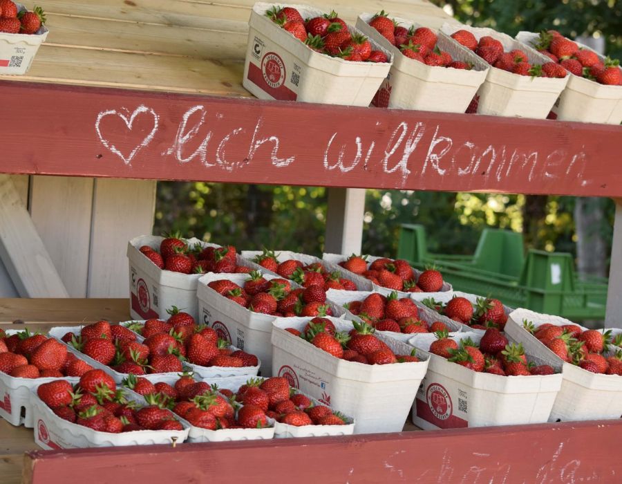 Frische Erdbeeren vom Obsthof Ingenhof im Feldcafé bei Malente 