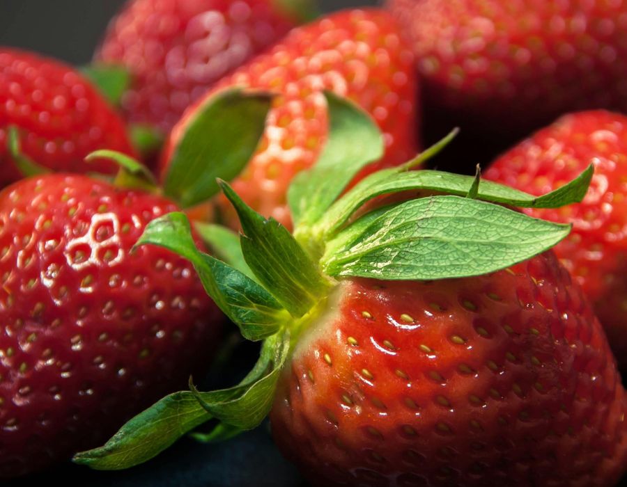 Erdbeeren vom Erdbeerhof Ingenhof bei Malente in Schleswig- Holstein