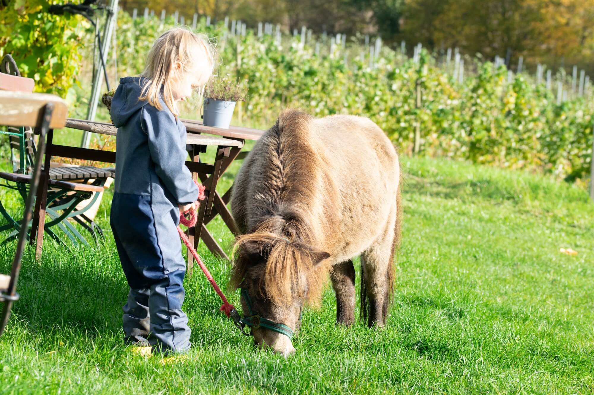 Ponyreiten für die Ferienkinder auf dem Urlaubsbauernhof Ingenhof in Schleswig- Holstein