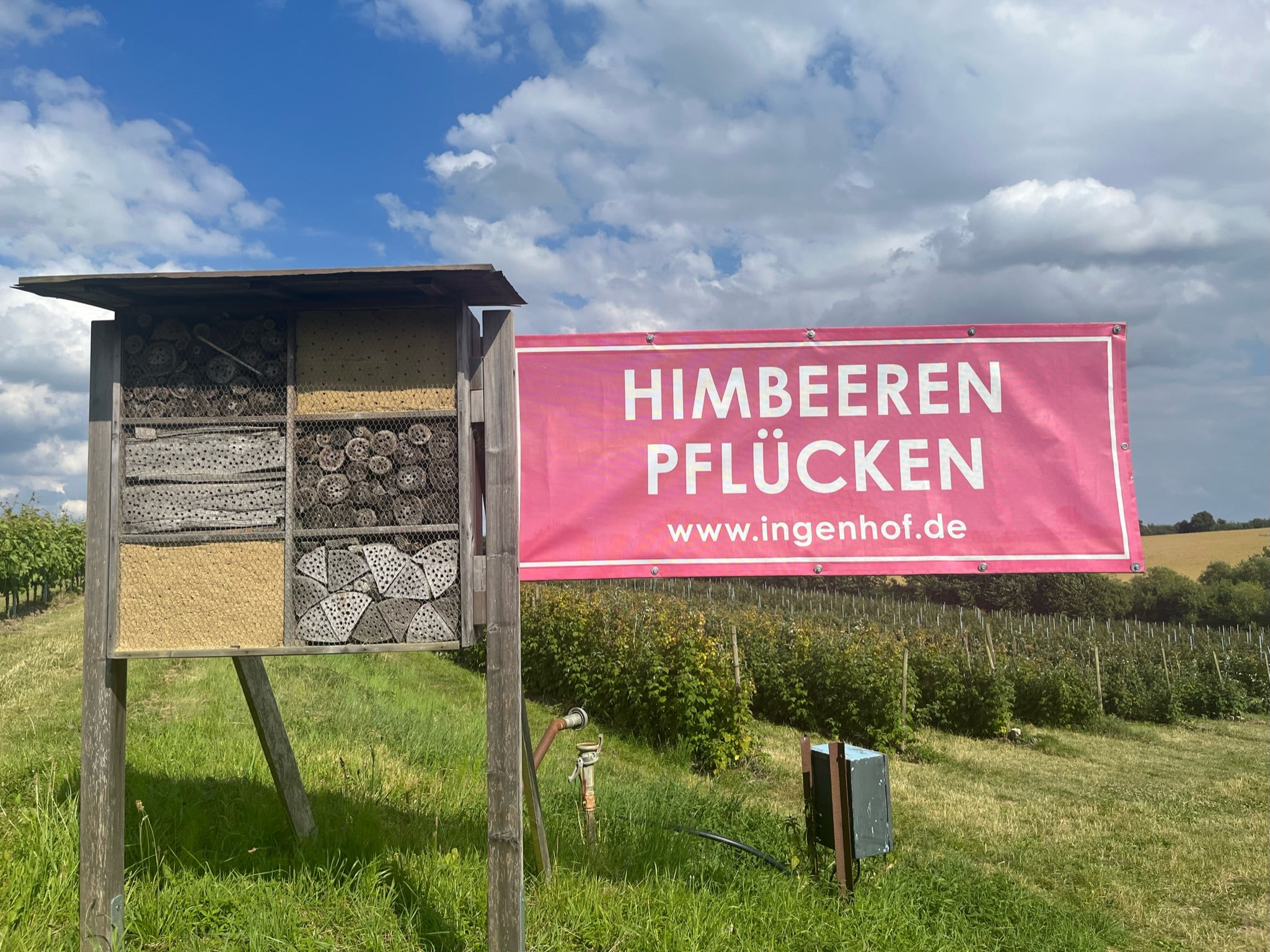 Himbeeren zum Selbstpflücken auf dem Obst- und Weingut Ingenhof in Schleswig- Holstein.
