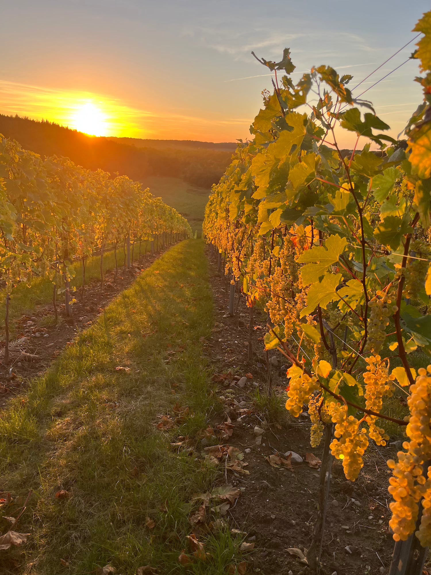 Piwi- Rebsorten vom Obst- und Weingut Ingenhof in Schleswig- Holstein
