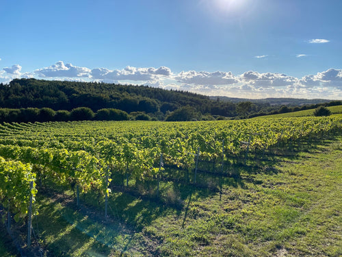 Urlaub machen auf dem Weingut in einer familienfreundlichen Ferienwohnung nahe der Ostsee mit einem Hofcafé